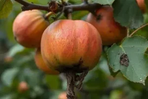 pé de frutas podres