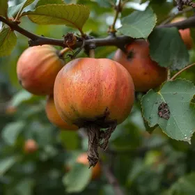 pé de frutas podres