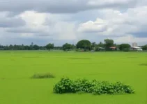atentado contra vereador do PL em Mossoró