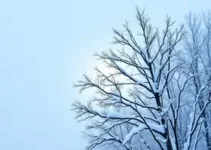 frio